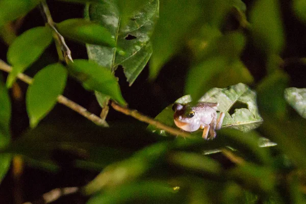 Serpiente Verde Borneo — Foto de Stock