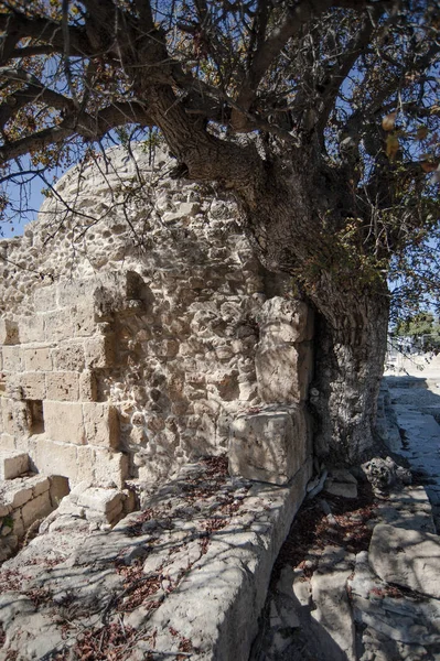 The time of the creation of Turkish baths in Paphos is not exactly known - it is possible that a Christian temple built in the 13th century by the crusaders was adapted for them.