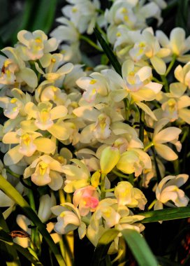 Hundreds of orchids bloom in the Moscow Botanical Garden, founded in the 17th century, which is called the Pharmaceutical Kaleyard in the old way.       