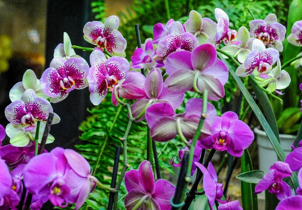 Des Centaines Orchidées Fleurissent Dans Jardin Botanique Moscou Fondé 17Ème — Photo