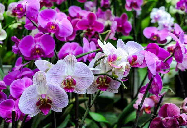 Hundreds of orchids bloom in the Moscow Botanical Garden, founded in the 17th century, which is called the Pharmaceutical Kaleyard in the old way.       