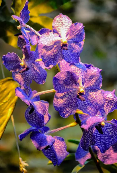 Stovky Orchidejí Kvetou Moskevské Botanické Zahradě Která Byla Založena Století — Stock fotografie