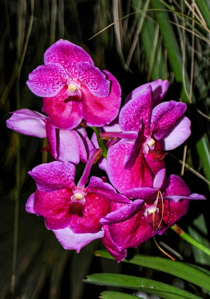 Centenas Orquídeas Florescem Jardim Botânico Moscou Fundado Século Xvii Que — Fotografia de Stock