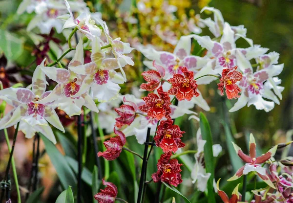 Hundreds of orchids bloom in the Moscow Botanical Garden, founded in the 17th century, which is called the Pharmaceutical Kaleyard in the old way.       