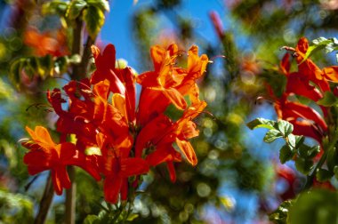 A garden in Cyprus is a blooming Paradise that you can enjoy all year round. Many evergreen plants bloom constantly, and on the trees, the flowers give way to bright fruit