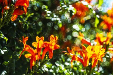 A garden in Cyprus is a blooming Paradise that you can enjoy all year round. Many evergreen plants bloom constantly, and on the trees, the flowers give way to bright fruit