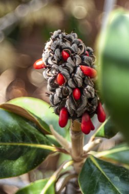 A garden in Cyprus is a blooming Paradise that you can enjoy all year round. Many evergreen plants bloom constantly, and on the trees, the flowers give way to bright fruit