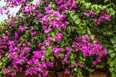 A garden in Cyprus is a blooming Paradise that you can enjoy all year round. Many evergreen plants bloom constantly, and on the trees, the flowers give way to bright fruit