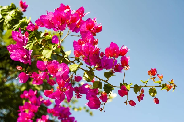 Jardim Chipre Paraíso Florescente Que Você Pode Desfrutar Durante Todo — Fotografia de Stock