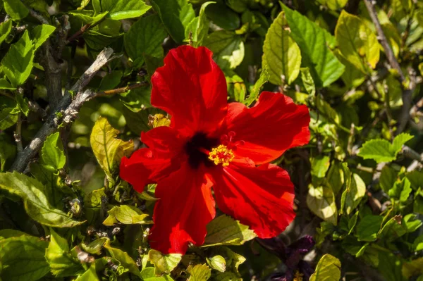 Jardim Chipre Paraíso Florescente Que Você Pode Desfrutar Durante Todo — Fotografia de Stock