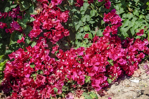 Jardim Chipre Paraíso Florescente Que Você Pode Desfrutar Durante Todo — Fotografia de Stock