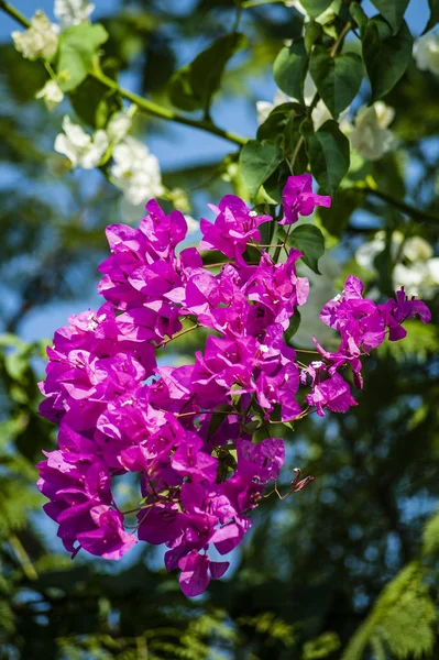 Ein Garten Zypern Ist Ein Blühendes Paradies Das Sie Das — Stockfoto