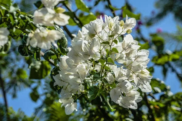 Ein Garten Zypern Ist Ein Blühendes Paradies Das Sie Das — Stockfoto