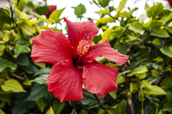 Viele Nennen Den Frühling Zypern Ein Paradies Auf Erden Blumen — Stockfoto