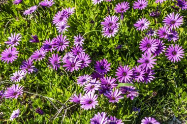 Birçok insan Kıbrıs Rum Kesimi 'ne dünya cenneti diyor. Çiçekler dağ yamaçlarını, ağaçları ve yeşil çimenleri kaplar. Bu güzellik ancak gelecek bahar tekrarlanabilir..         