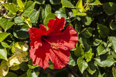 Birçok insan Kıbrıs Rum Kesimi 'ne dünya cenneti diyor. Çiçekler dağ yamaçlarını, ağaçları ve yeşil çimenleri kaplar. Bu güzellik ancak gelecek bahar tekrarlanabilir..         
