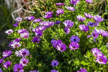 Birçok insan Kıbrıs Rum Kesimi 'ne dünya cenneti diyor. Çiçekler dağ yamaçlarını, ağaçları ve yeşil çimenleri kaplar. Bu güzellik ancak gelecek bahar tekrarlanabilir..         