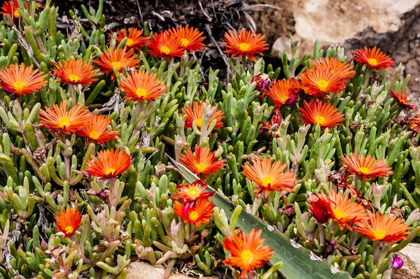 Πολλοί Άνθρωποι Αποκαλούν Την Άνοιξη Την Κύπρο Παράδεισο Στη Λουλούδια — Φωτογραφία Αρχείου