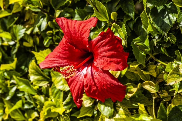 Muitas Pessoas Chamam Primavera Chipre Paraíso Terra Flores Cobrem Encostas — Fotografia de Stock