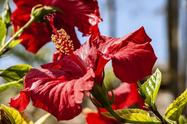 Muitas Pessoas Chamam Primavera Chipre Paraíso Terra Flores Cobrem Encostas — Fotografia de Stock