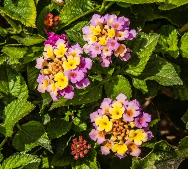 Viele Nennen Den Frühling Zypern Ein Paradies Auf Erden Blumen — Stockfoto