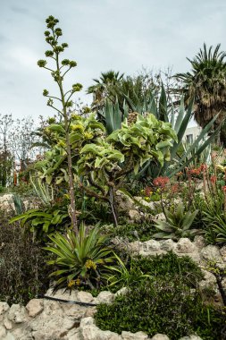Yılın tek zamanı bahar, sıcak güneşe açık olan Kıbrıs kıyılarının gökkuşağının tüm renkleriyle açtığı tek zamandır. Yazın, yeryüzündeki bu cennet tüm cazibesini yitirecek..      