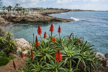 Yılın tek zamanı bahar, sıcak güneşe açık olan Kıbrıs kıyılarının gökkuşağının tüm renkleriyle açtığı tek zamandır. Yazın, yeryüzündeki bu cennet tüm cazibesini yitirecek..      