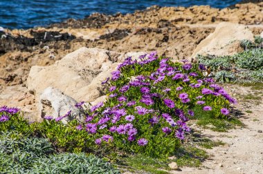 Yılın tek zamanı bahar, sıcak güneşe açık olan Kıbrıs kıyılarının gökkuşağının tüm renkleriyle açtığı tek zamandır. Yazın, yeryüzündeki bu cennet tüm cazibesini yitirecek..      
