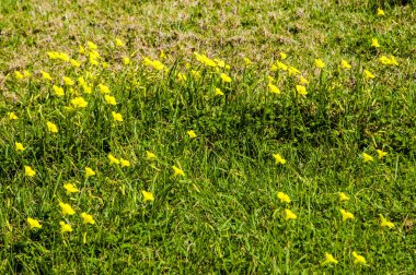 Yılın tek zamanı bahar, sıcak güneşe açık olan Kıbrıs kıyılarının gökkuşağının tüm renkleriyle açtığı tek zamandır. Yazın, yeryüzündeki bu cennet tüm cazibesini yitirecek..      