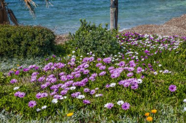 Yılın tek zamanı bahar, sıcak güneşe açık olan Kıbrıs kıyılarının gökkuşağının tüm renkleriyle açtığı tek zamandır. Yazın, yeryüzündeki bu cennet tüm cazibesini yitirecek..      