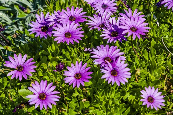 Primavera Única Época Ano Que Costa Chipre Aberta Sol Quente — Fotografia de Stock