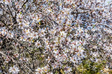 Deniz kıyısında büyüyen badem ağaçları ilk açan ağaçlardır ve sonra badem çiçekleri Troodos Dağları 'nda gittikçe yükselir..     