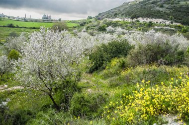 Deniz kıyısında büyüyen badem ağaçları ilk açan ağaçlardır ve sonra badem çiçekleri Troodos Dağları 'nda gittikçe yükselir..     