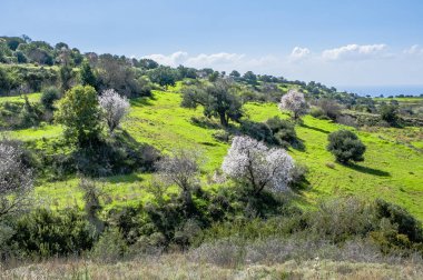 Deniz kıyısında büyüyen badem ağaçları ilk açan ağaçlardır ve sonra badem çiçekleri Troodos Dağları 'nda gittikçe yükselir..     