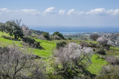 Deniz kıyısında büyüyen badem ağaçları ilk açan ağaçlardır ve sonra badem çiçekleri Troodos Dağları 'nda gittikçe yükselir..     