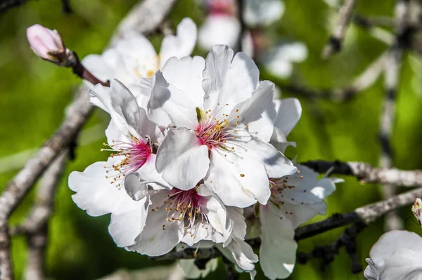 Deniz kıyısında büyüyen badem ağaçları ilk açan ağaçlardır ve sonra badem çiçekleri Troodos Dağları 'nda gittikçe yükselir..     