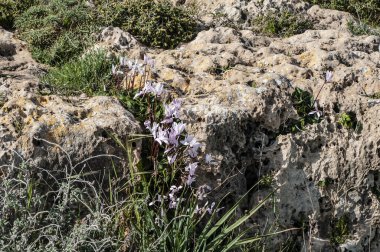 Birçok insan Kıbrıs Rum Kesimi 'ne dünya cenneti diyor. Çiçekler dağ yamaçlarını, ağaçları ve yeşil çimenleri kaplar. Bu güzellik ancak gelecek bahar tekrarlanabilir..         