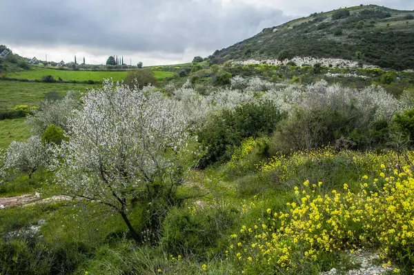 Άνοιξη Στην Κύπρο Είναι Μόνη Εποχή Του Χρόνου Που Στα — Φωτογραφία Αρχείου