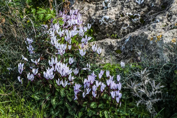 Muchas Personas Llaman Primavera Chipre Paraíso Tierra Las Flores Cubren — Foto de Stock