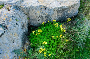 M.Ö. 4. yüzyıldan beri antik Paphos, Mısır 'ın Batlamyus hanedanına aitti. Zamanları boyunca, tüm şehir güçlü taş tahkimatlarıyla çevriliydi ve izleri bugün bile hala görülebiliyor..        