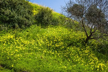 Troodos Dağları 'ndaki Bahar Vadisi' ni görmek unutulmaz bir keyif. Çayırların ve dağ yamaçlarının parlak yeşili, sayısız çiçek ve akan nehirlerdeki su damlaları doğa severleri cezbeder..         