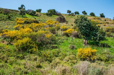 Troodos Dağları 'ndaki Bahar Vadisi' ni görmek unutulmaz bir keyif. Çayırların ve dağ yamaçlarının parlak yeşili, sayısız çiçek ve akan nehirlerdeki su damlaları doğa severleri cezbeder..         