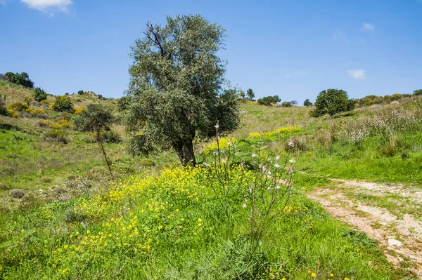 Spring Valley Nas Montanhas Troodos Uma Alegria Inesquecível Ver Verde — Fotografia de Stock