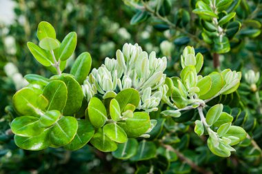 Kıbrıs 'ın bahar bahçelerinde, çiçek açan ağaçlar ve süslü çalılar limon, greyfurt ve olgun meyvelerle asılmış portakal ağaçlarıyla tezat oluşturuyor..       