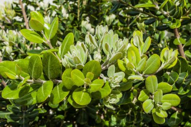 Kıbrıs 'ın bahar bahçelerinde, çiçek açan ağaçlar ve süslü çalılar limon, greyfurt ve olgun meyvelerle asılmış portakal ağaçlarıyla tezat oluşturuyor..       