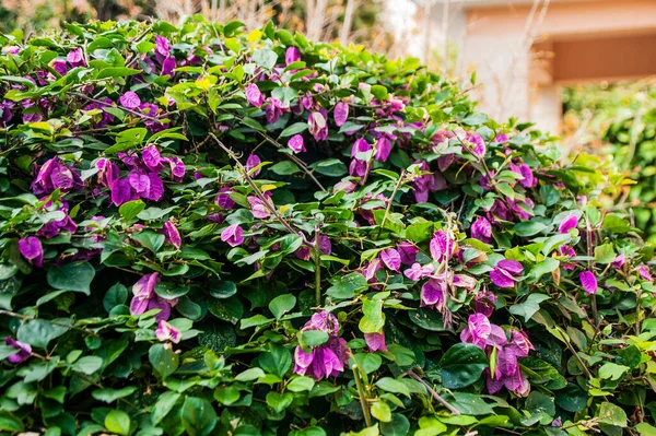 Nos Jardins Primaveris Chipre Árvores Floridas Arbustos Ornamentais Contrastam Com — Fotografia de Stock