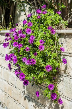 Dekoratif çalılar ve çiçekler, Kıbrıs Rum Kesimi sakinlerinin bahçe, sokak, teras ve balkonlarının geleneksel bir dekorasyonudur. Bitkiler toprağa ya da büyük çömleklere ekilir..  