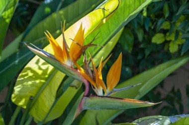 Dekoratif çalılar ve çiçekler, Kıbrıs Rum Kesimi sakinlerinin bahçe, sokak, teras ve balkonlarının geleneksel bir dekorasyonudur. Bitkiler toprağa ya da büyük çömleklere ekilir..  