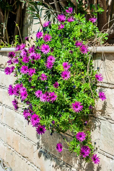 Decorative shrubs and flowers are a traditional decoration of gardens, streets, terraces and balconies of residents of Cyprus. Plants are planted in the ground or in huge pots.
