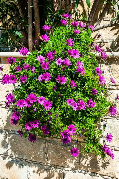 Arbustos Decorativos Flores São Uma Decoração Tradicional Jardins Ruas Terraços — Fotografia de Stock
